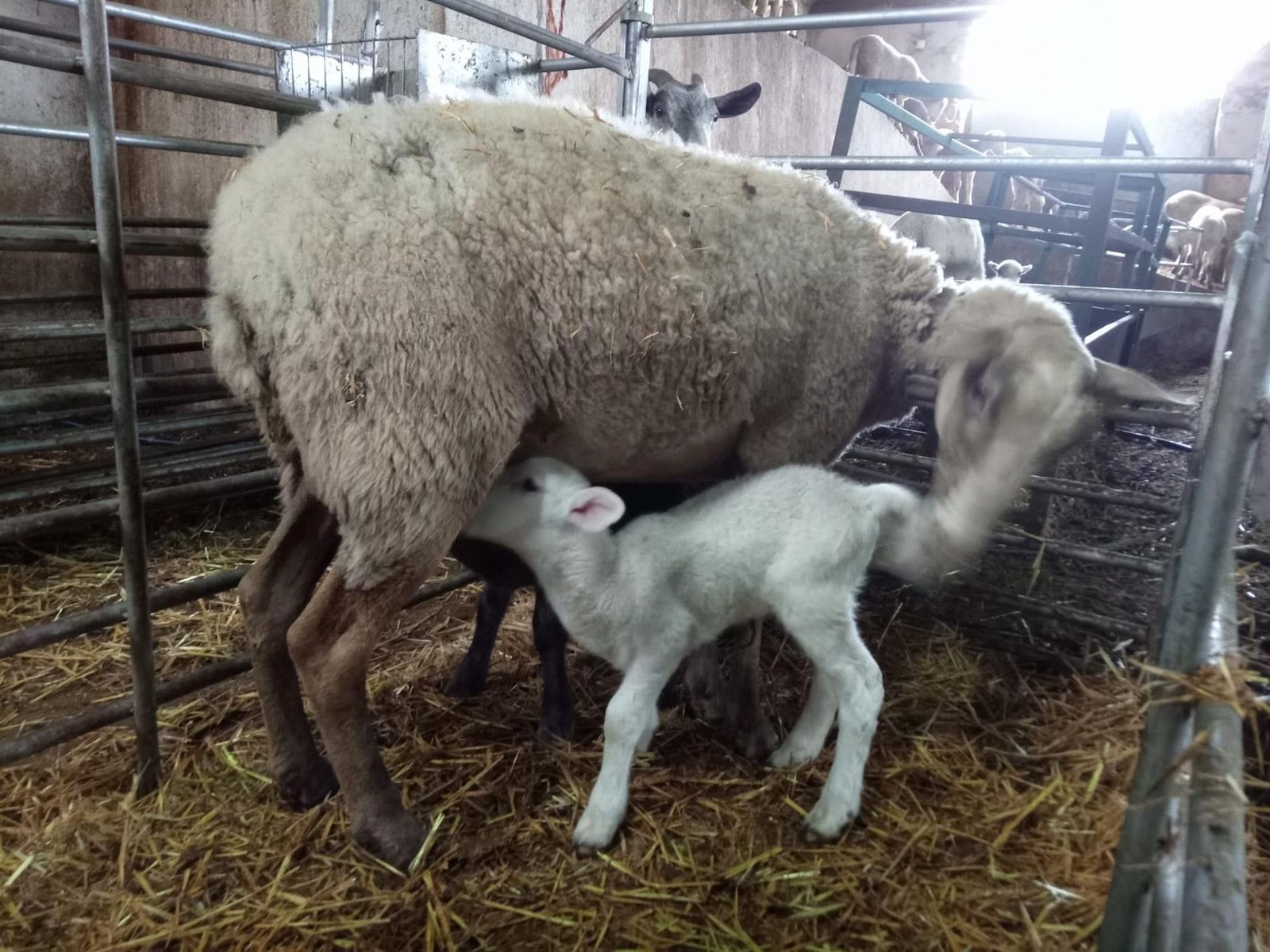 Fotonoticia 20200416171442 1920