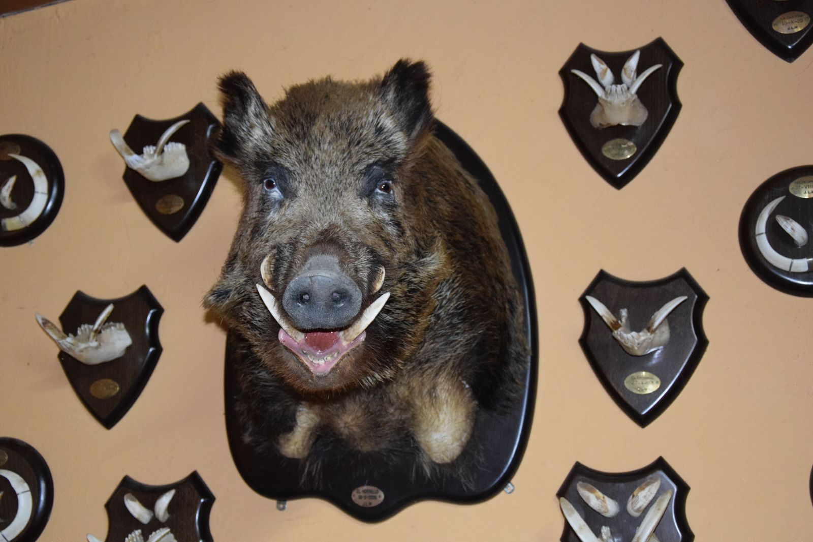 taxidermia-en-salamanca-34