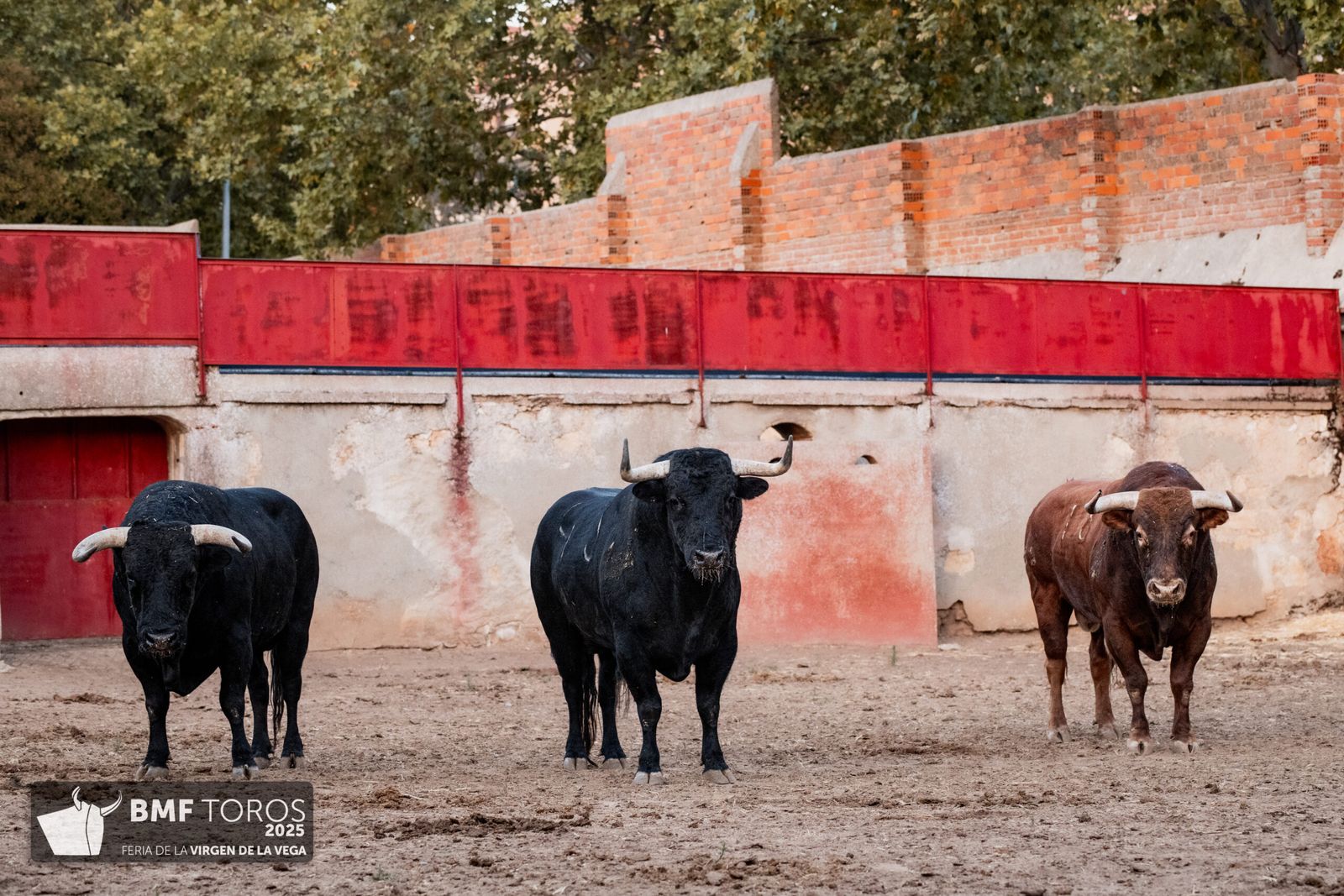 De 'Filósofo' a 'Volador': los toros García y Olga Jiménez para el regreso de Morante a La Glorieta con Ismael Martín y Marco Pérez