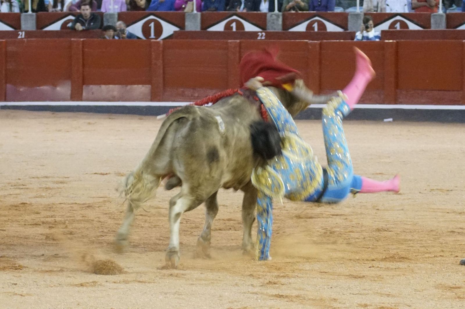 Clase práctica con alumnos de la Escuela de Tauromaquia de Salamanca (Diego Mateos, Noel García y Álvaro Rojo con erales de Esteban Isidro)