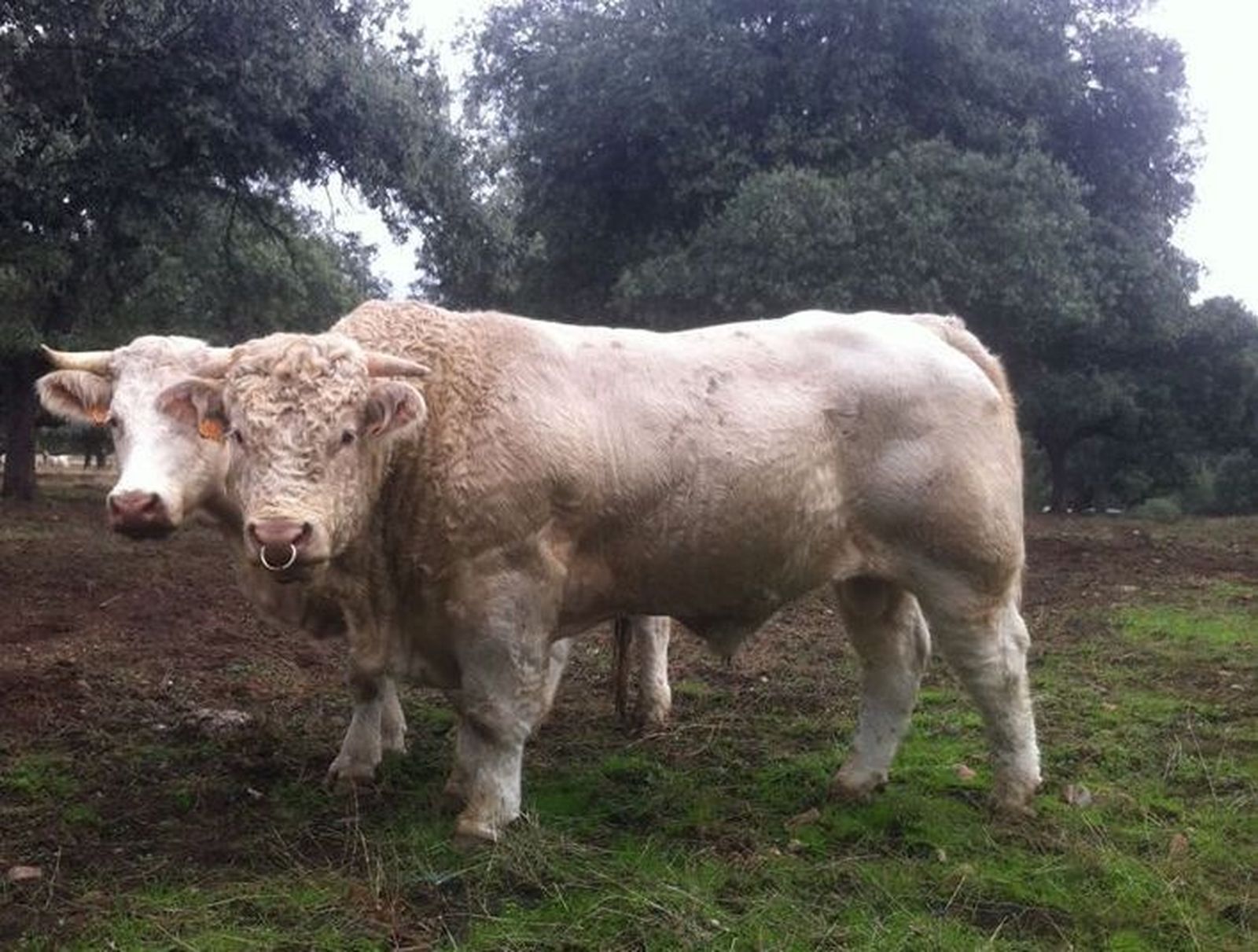 Ganaderia Emilio Ortega