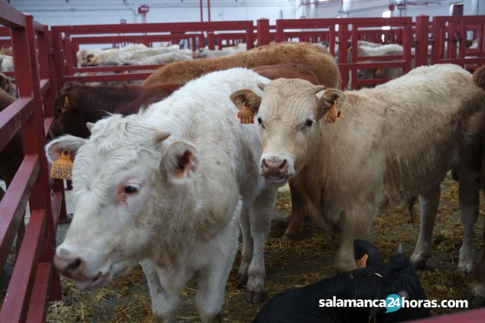 Mercado vacuno