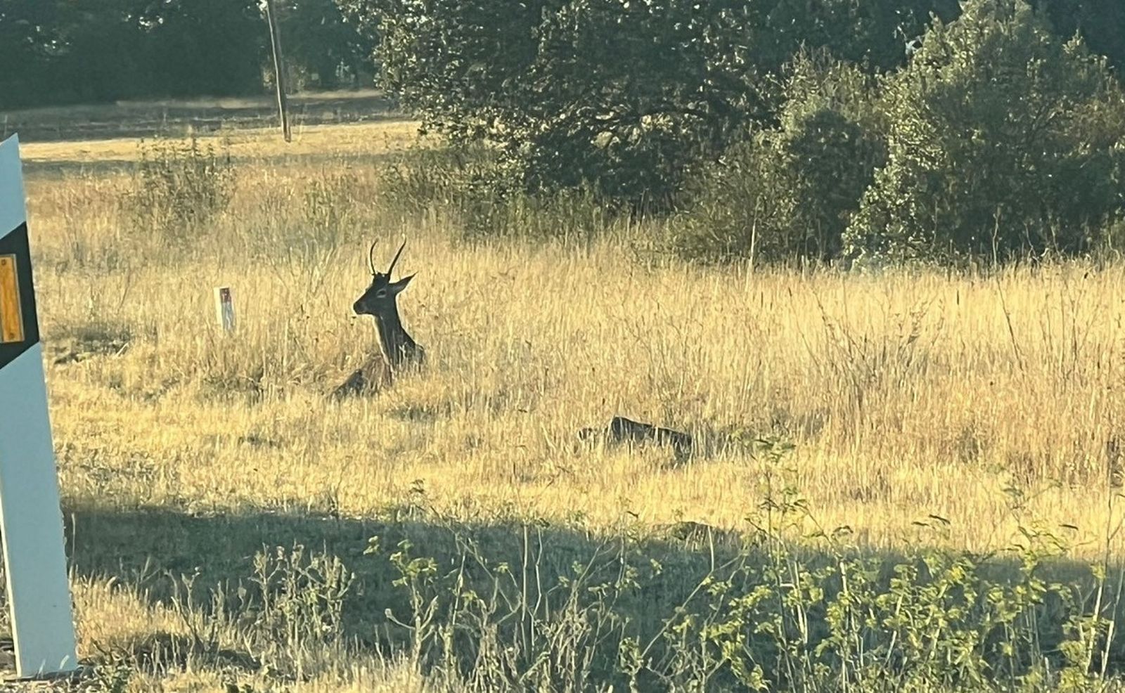 Accidente con un ciervo en Zamora. Archivo
