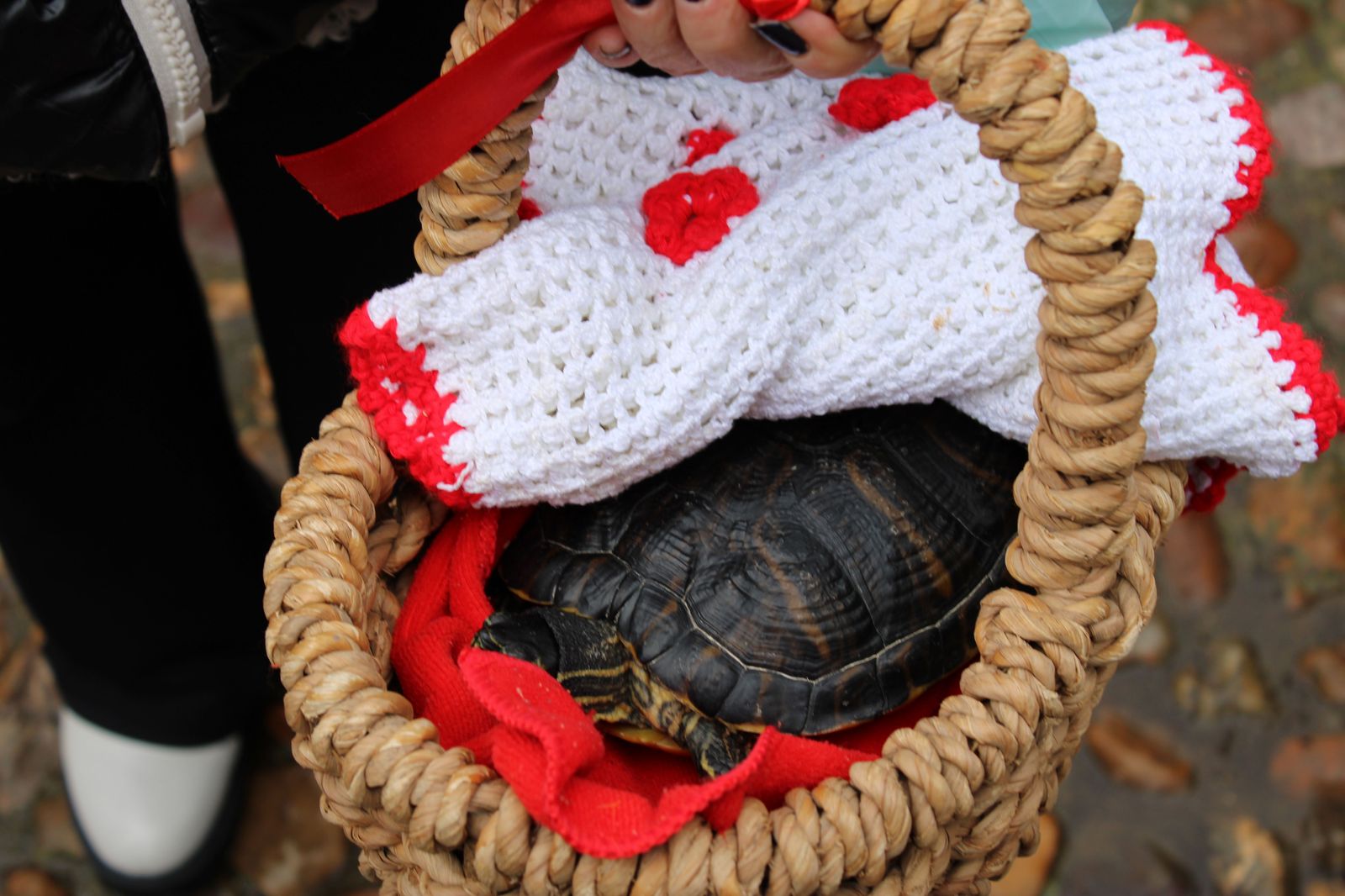 san-anton-bendicion-de-animales-2024-foto-s24h-20