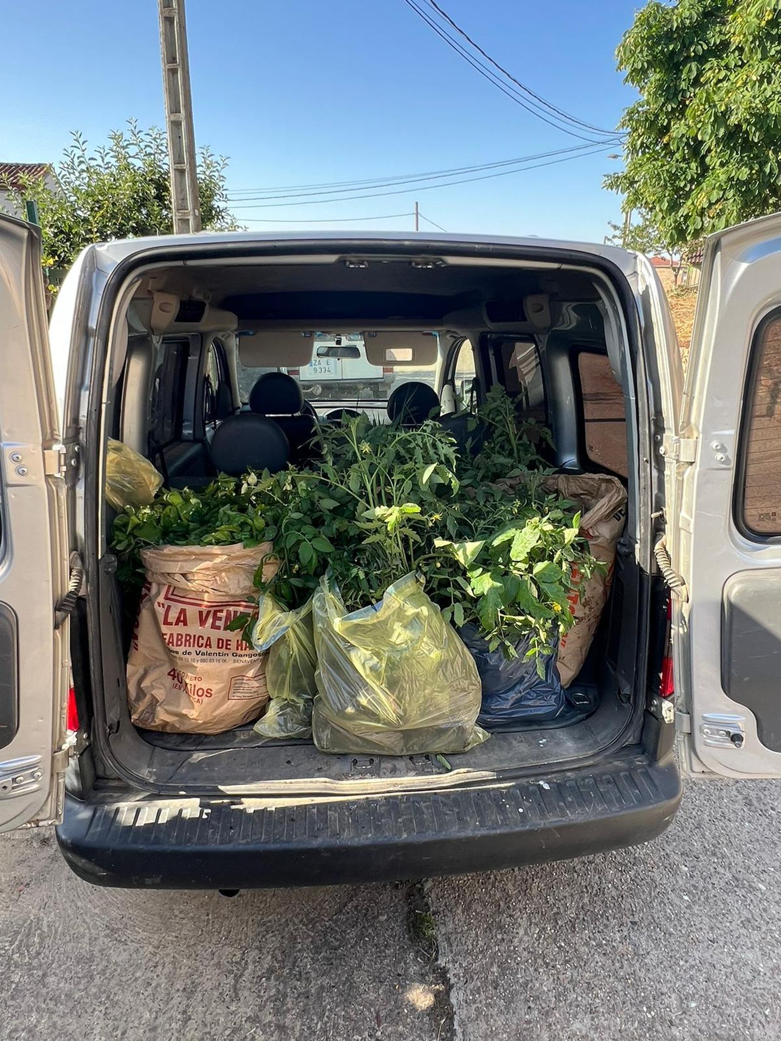Plantas donadas para los afectados de la granizada