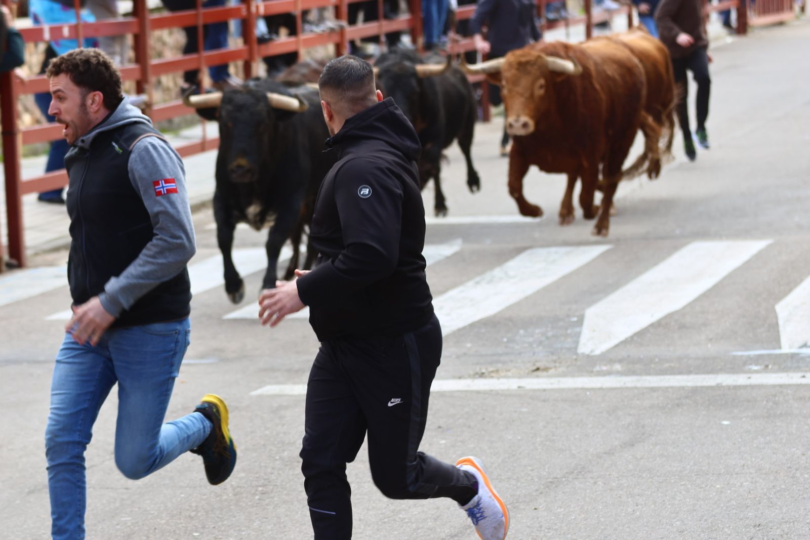 Encierro de martes en el Carnaval del Toro de Ciudad Rodrigo 2026