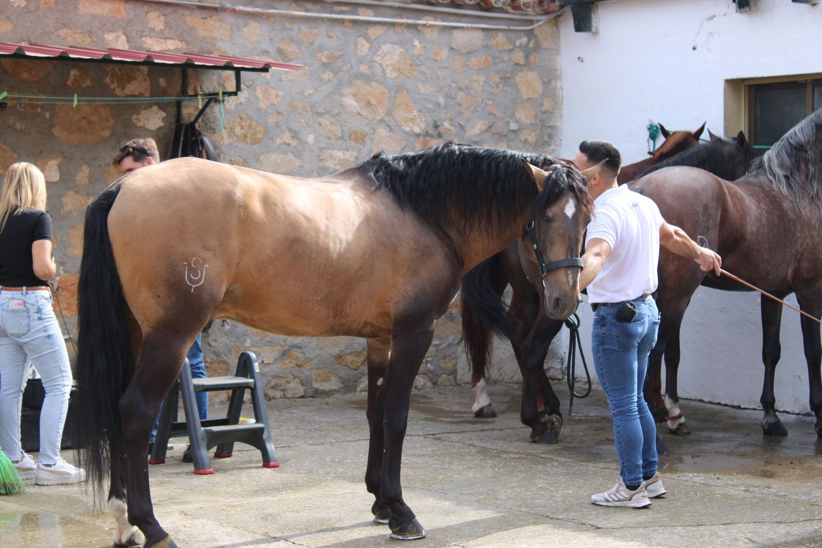 Un encierro de grata presentación de Sánchez y Sánchez para corrida de rejones de la feria
