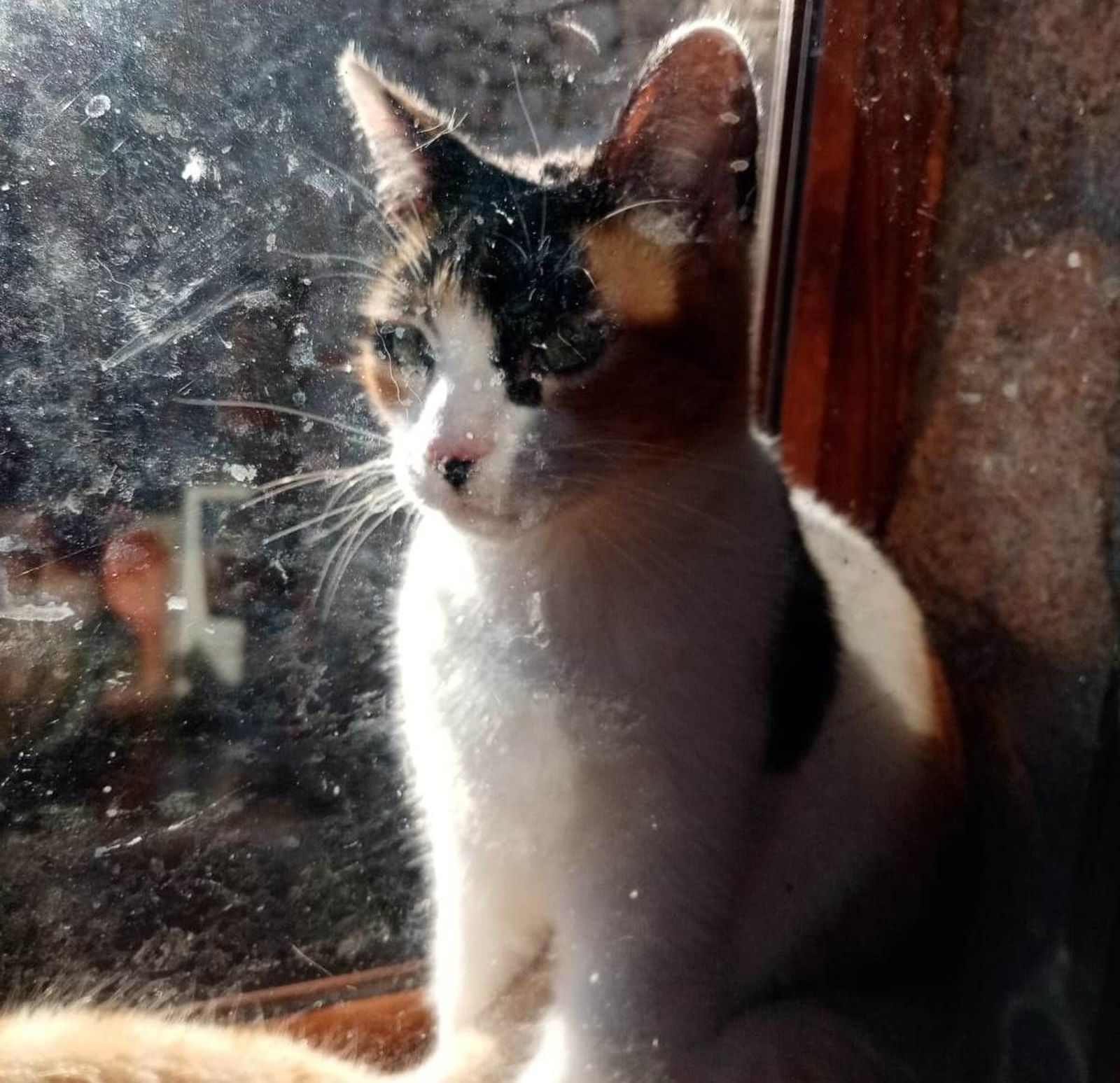 Gatitos La Zarza (3)