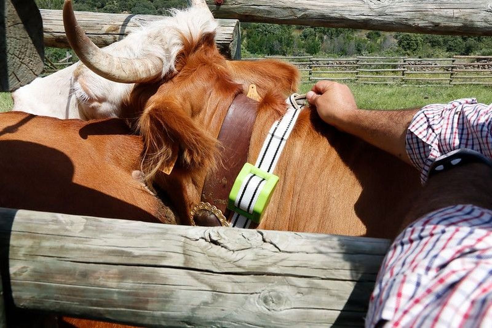 116259278 3181271335286234 2294596987654532275 n