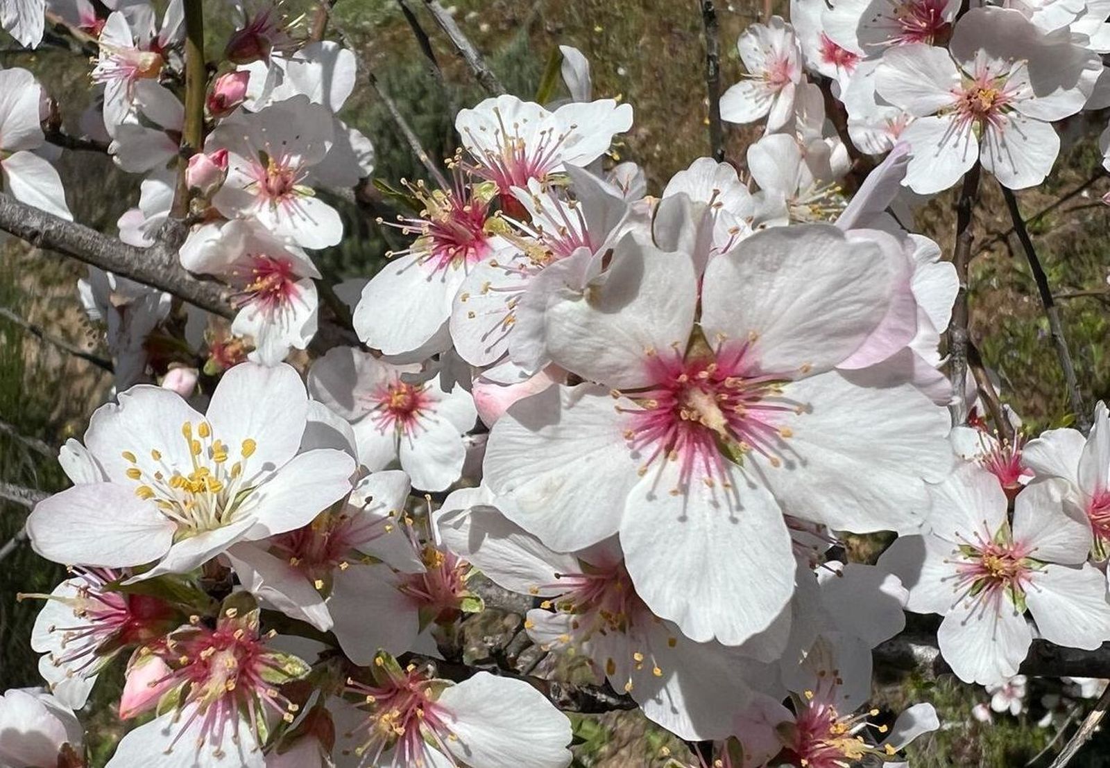 Almendros en flor en las Arribes. Fotos S24H (1)