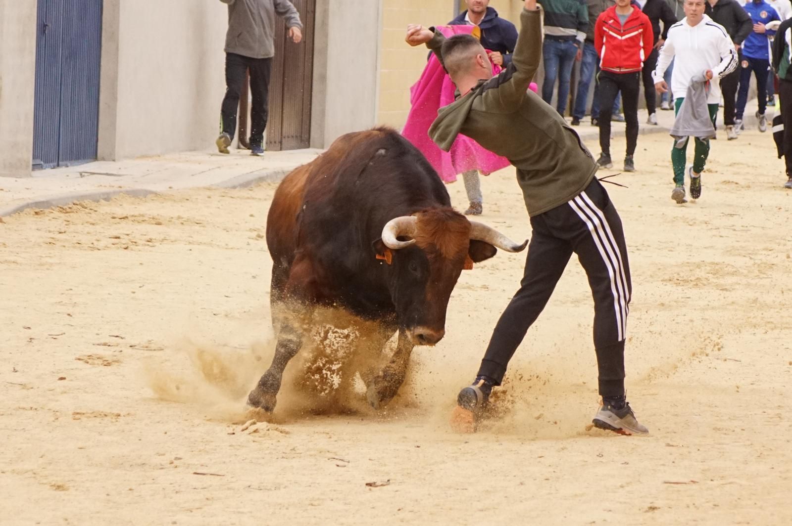 Villoria, toro del Voto