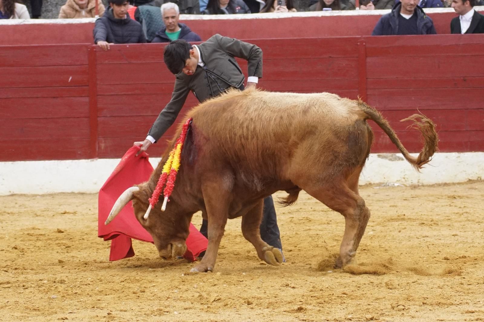Festival taurino en Villoria