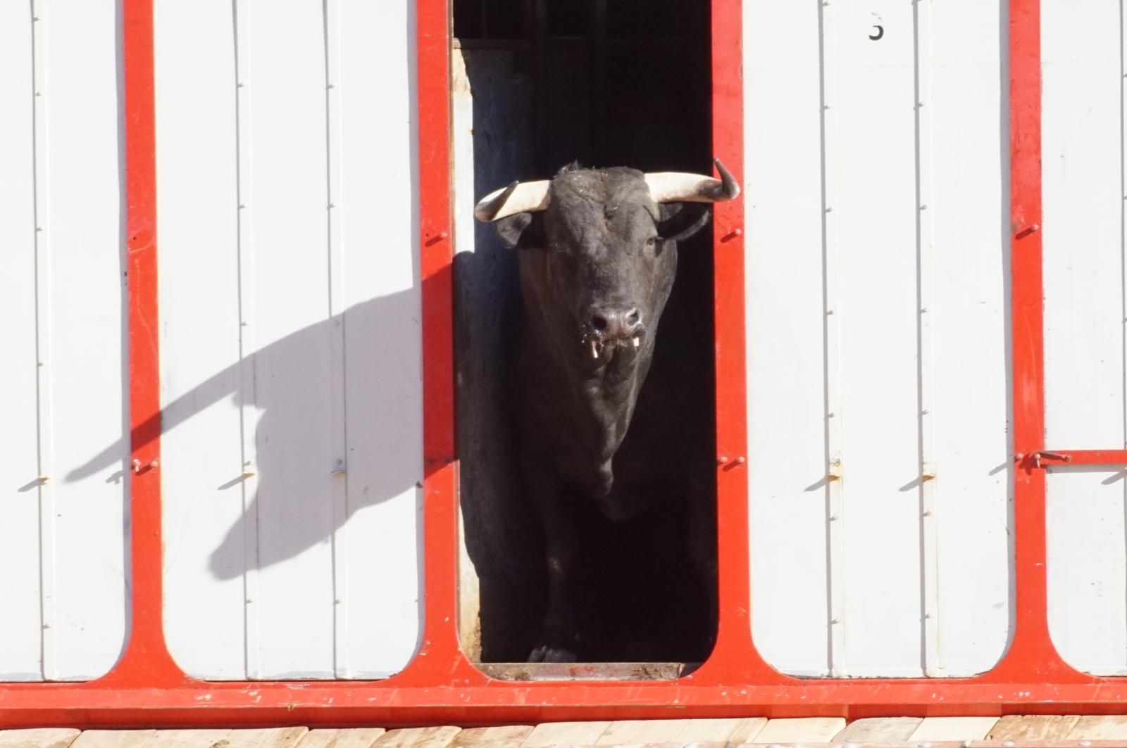 Tradicional Desenjaule en la Plaza de Toros La Glorieta