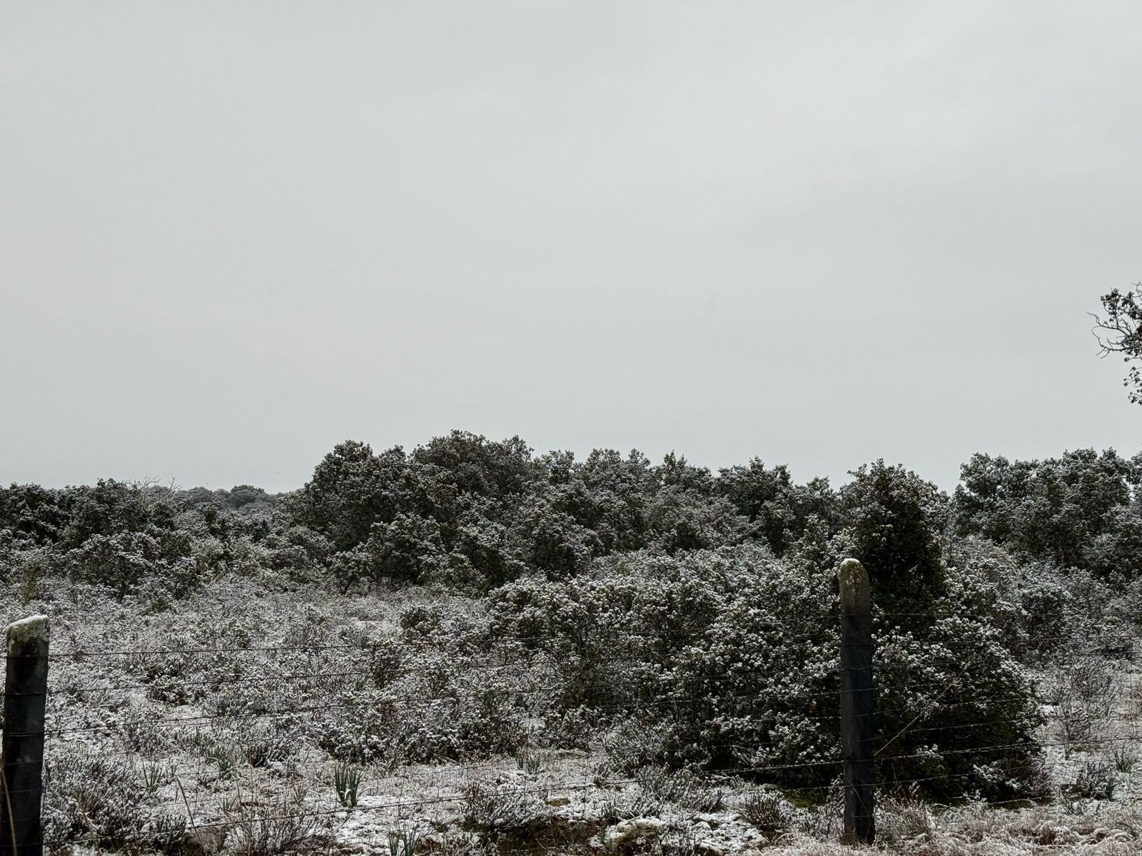 nieve-en-monterrubio-y-cuatro-calzadas-6