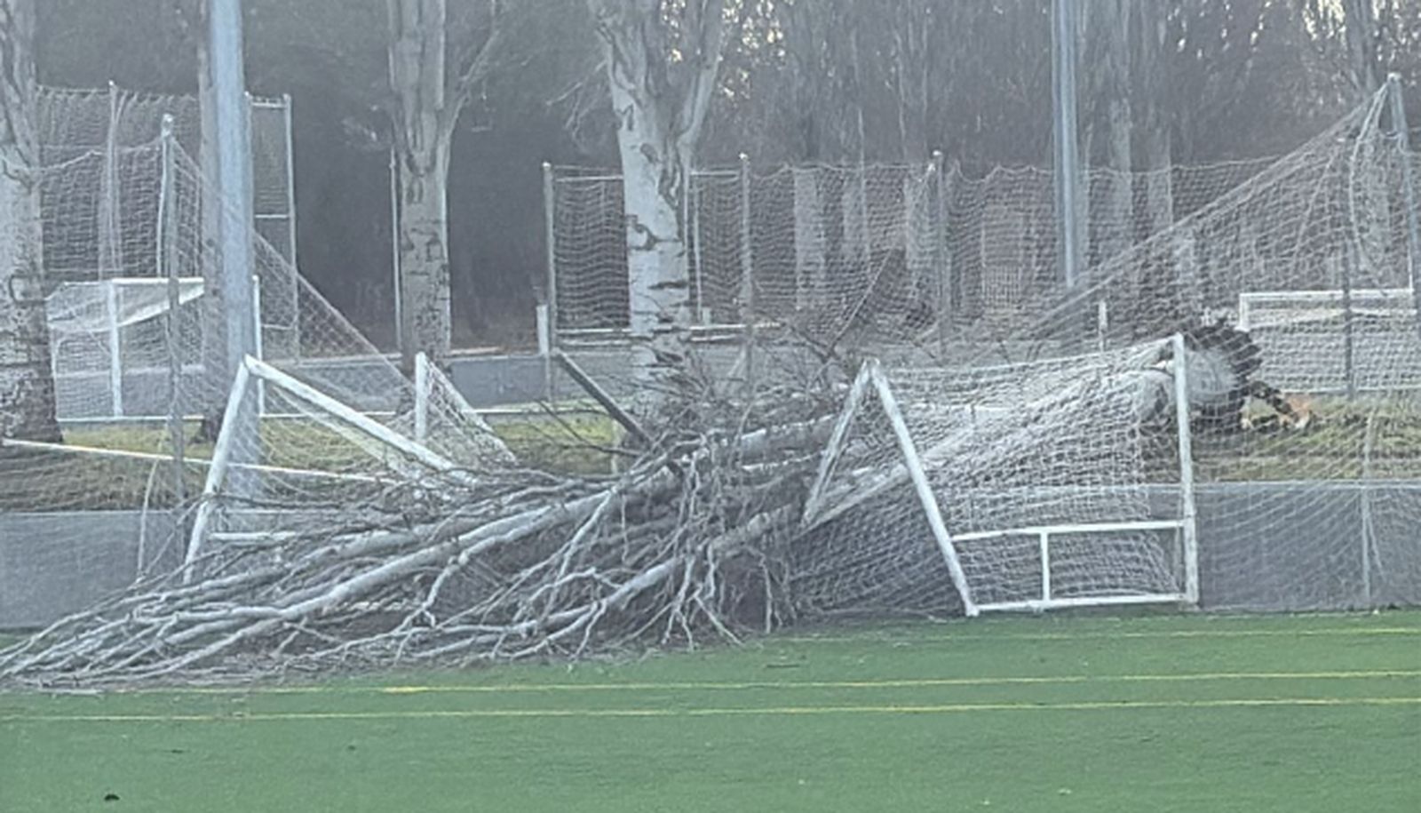 Un árbol de grandes dimensiones cae sobre una de las porterías de La Aldehuela. REDES
