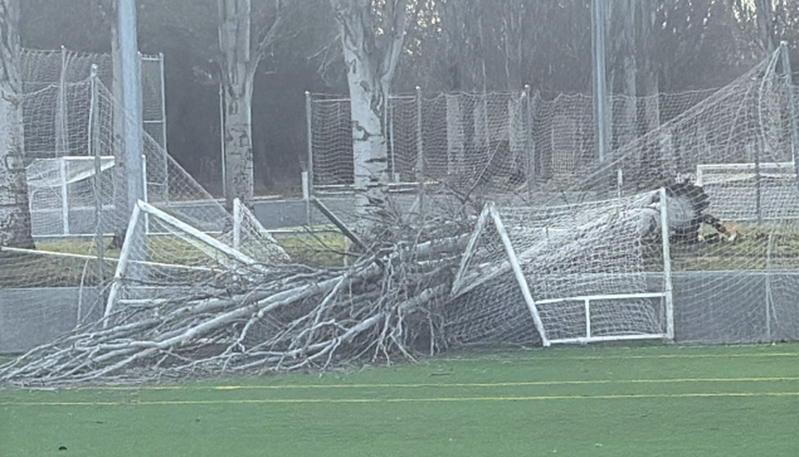 Un árbol de grandes dimensiones cae sobre una de las porterías de La Aldehuela. REDES