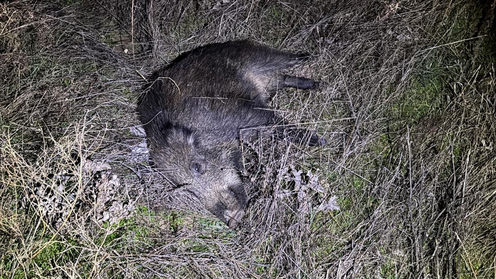 Herida una mujer tras chocar con un jabalí en Encinas de Abajo