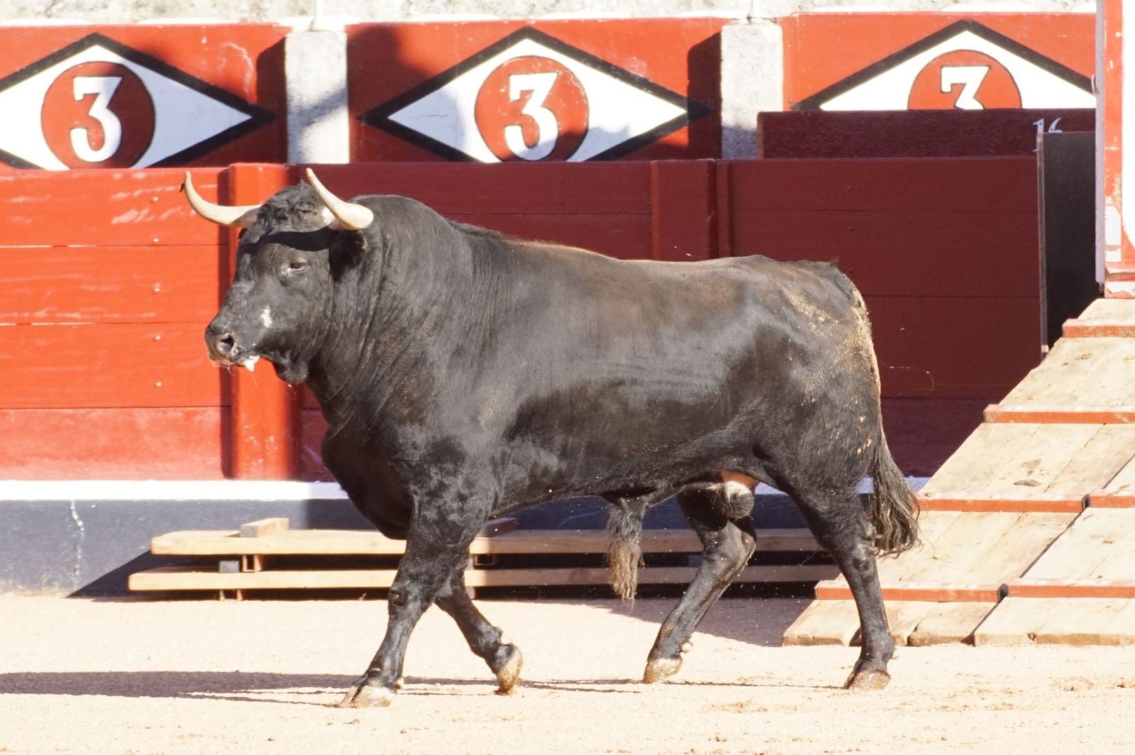 Tradicional Desenjaule en la Plaza de Toros La Glorieta