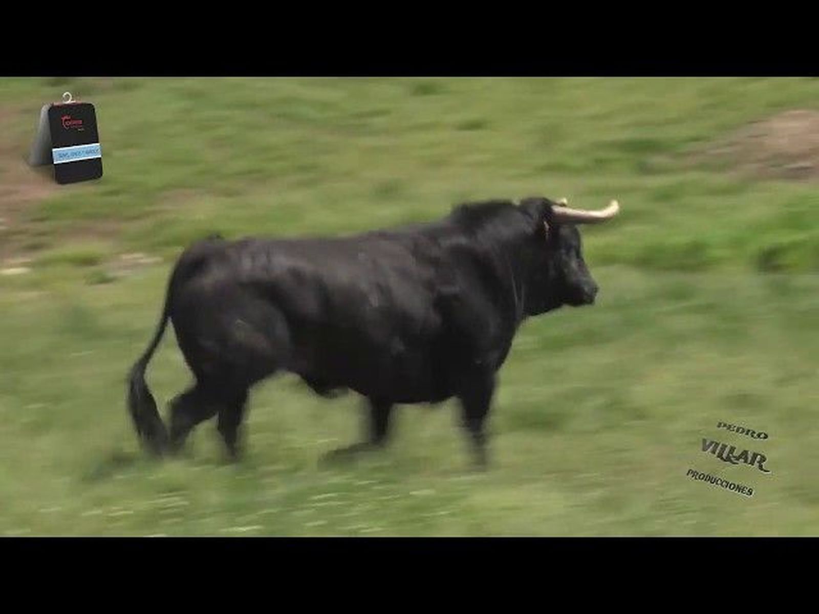 Toros del Puerto de San Lorenzo, Corpus de ledesma 2018