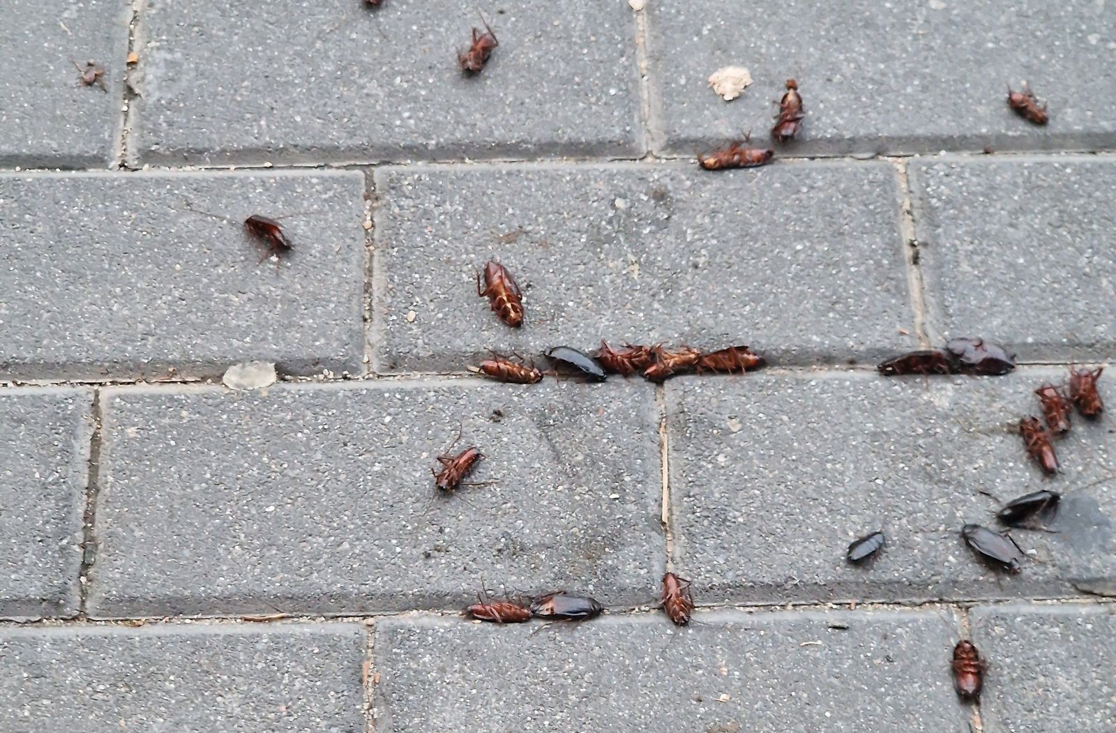 Plaga de cucarachas en la avenida Lasalle