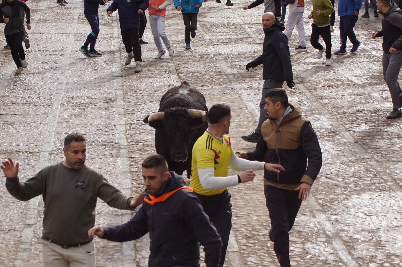 El encierro de Lunes de Carnaval en Ciudad Rodrigo en imágenes