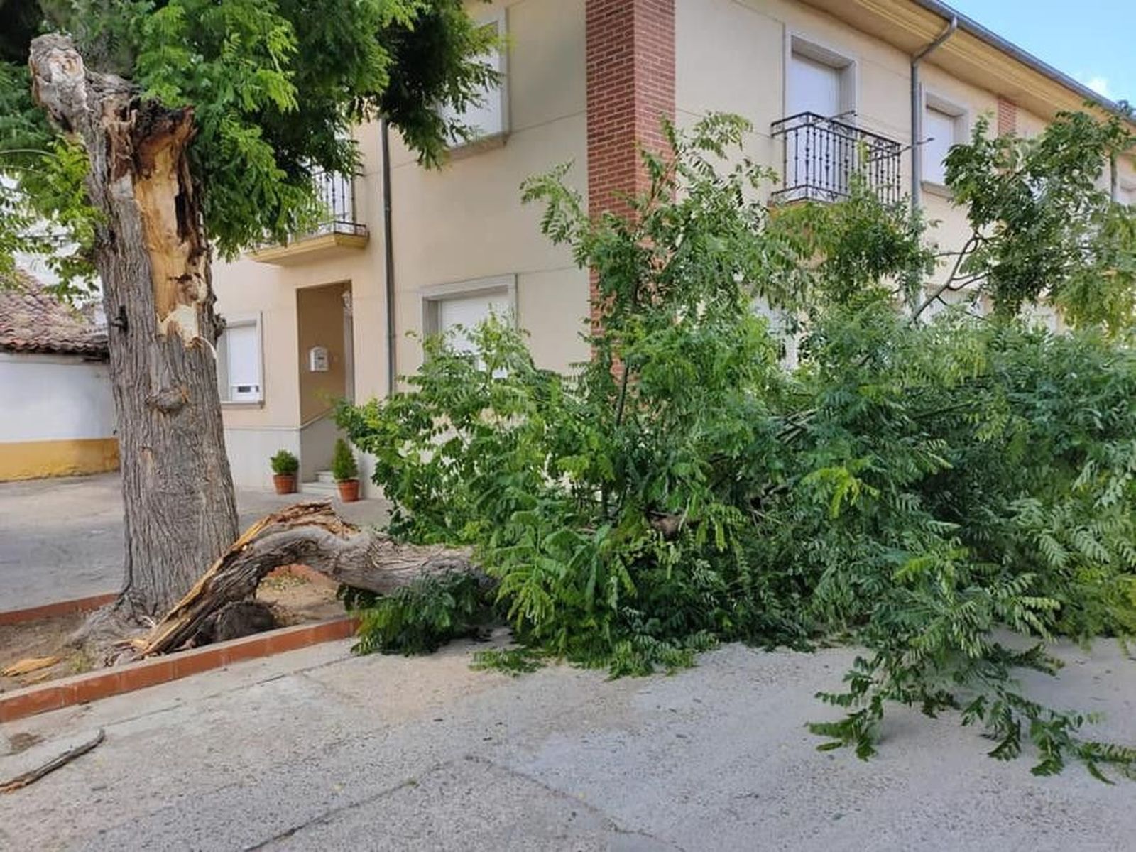 Fuentesauco arbol caido (2)