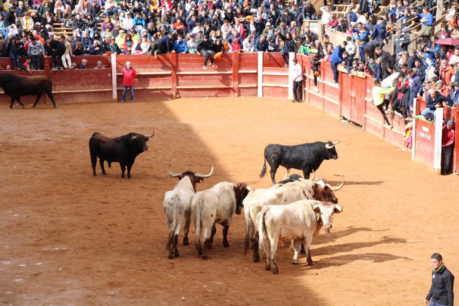 capea-matutina-del-martes-carnaval-de-ciudad-rodrigo-6