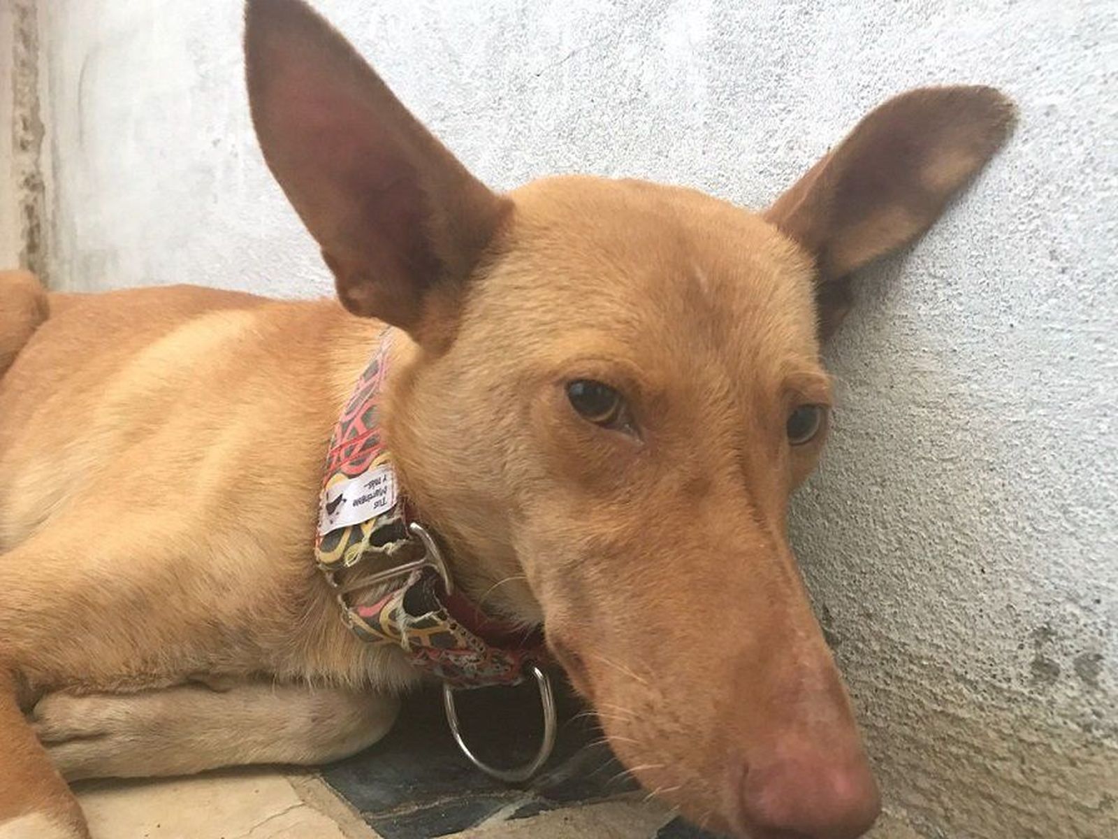 Bimba, nueva perrita en la protectora