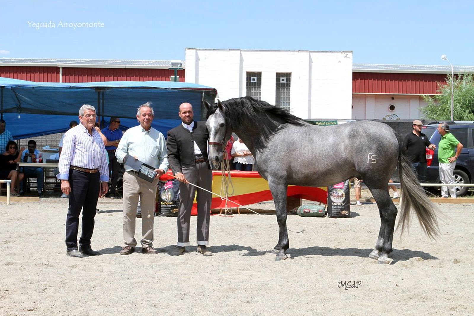 Noble FS, de la Yeguada Arroyomonte, se proclama subcampeón Joven en el Concurso Morfológico