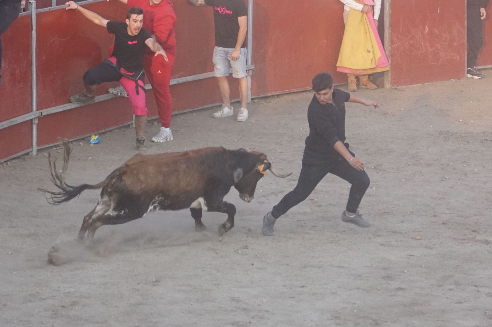 Carreras, risas y tradición: así se ha vivido El Toro en Santa Marta