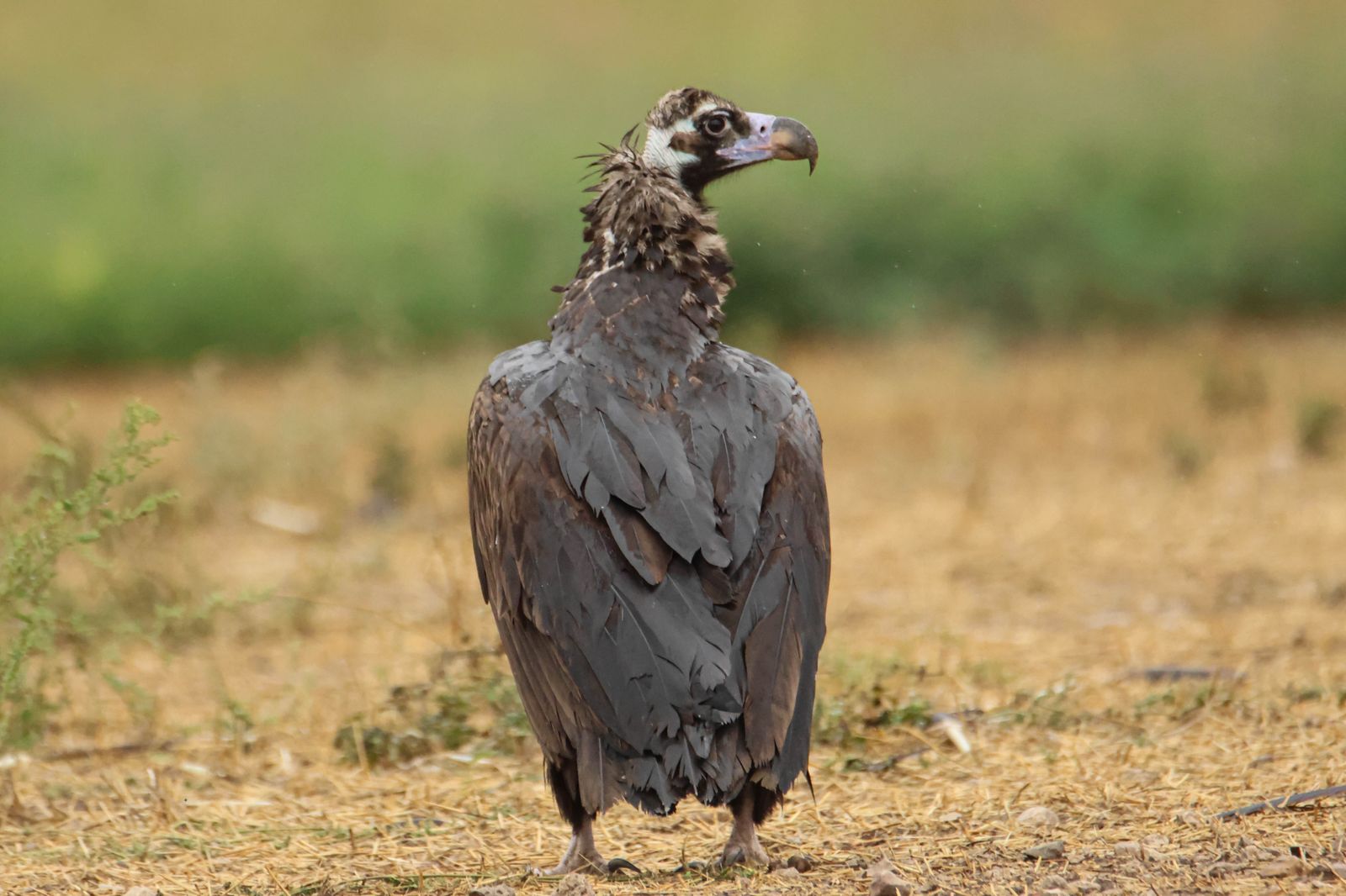 Buitre negro. Foto JCYL
