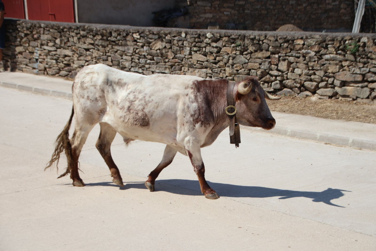 Lumbrales encierro a caballo