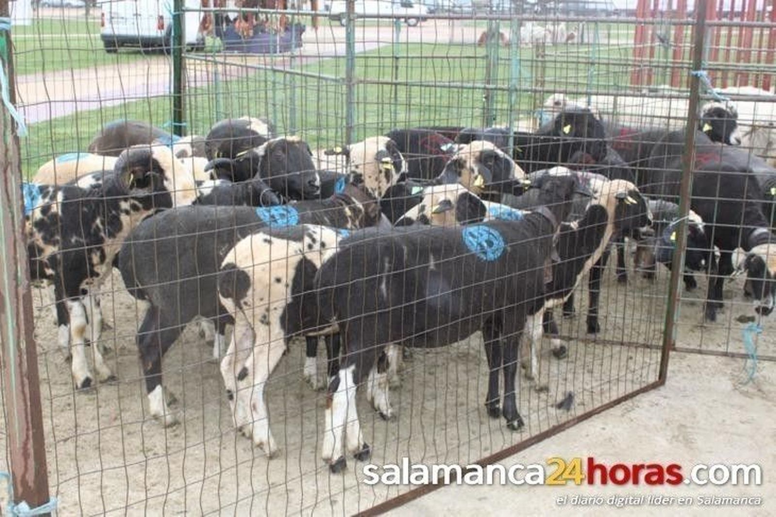 El incremento de solicitudes PAC tramitadas por Asaja ratifica la confianza de agricultores y ganaderos en la Organización