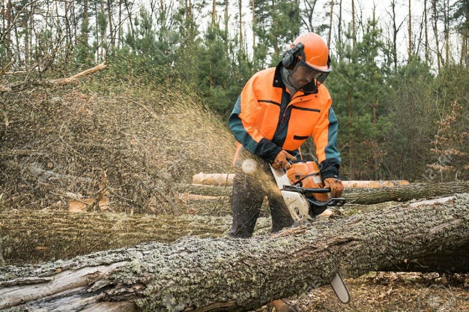 34660588 trabajador forestal con motosierra está aserrando un tronco muestra de trabajos sobre la tala de los b   copia