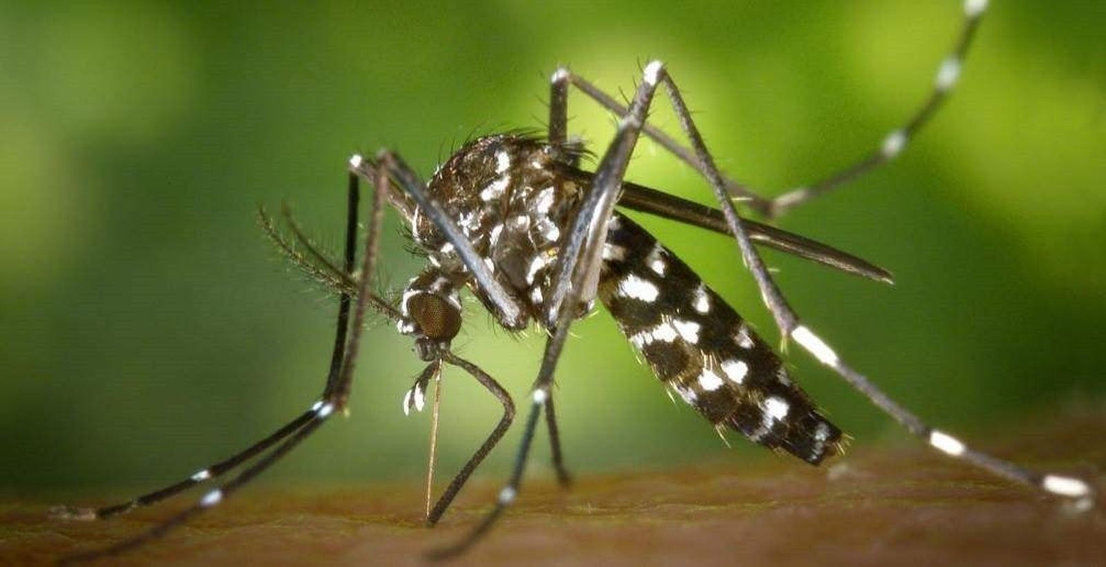 Mosquito tigre (archivo)