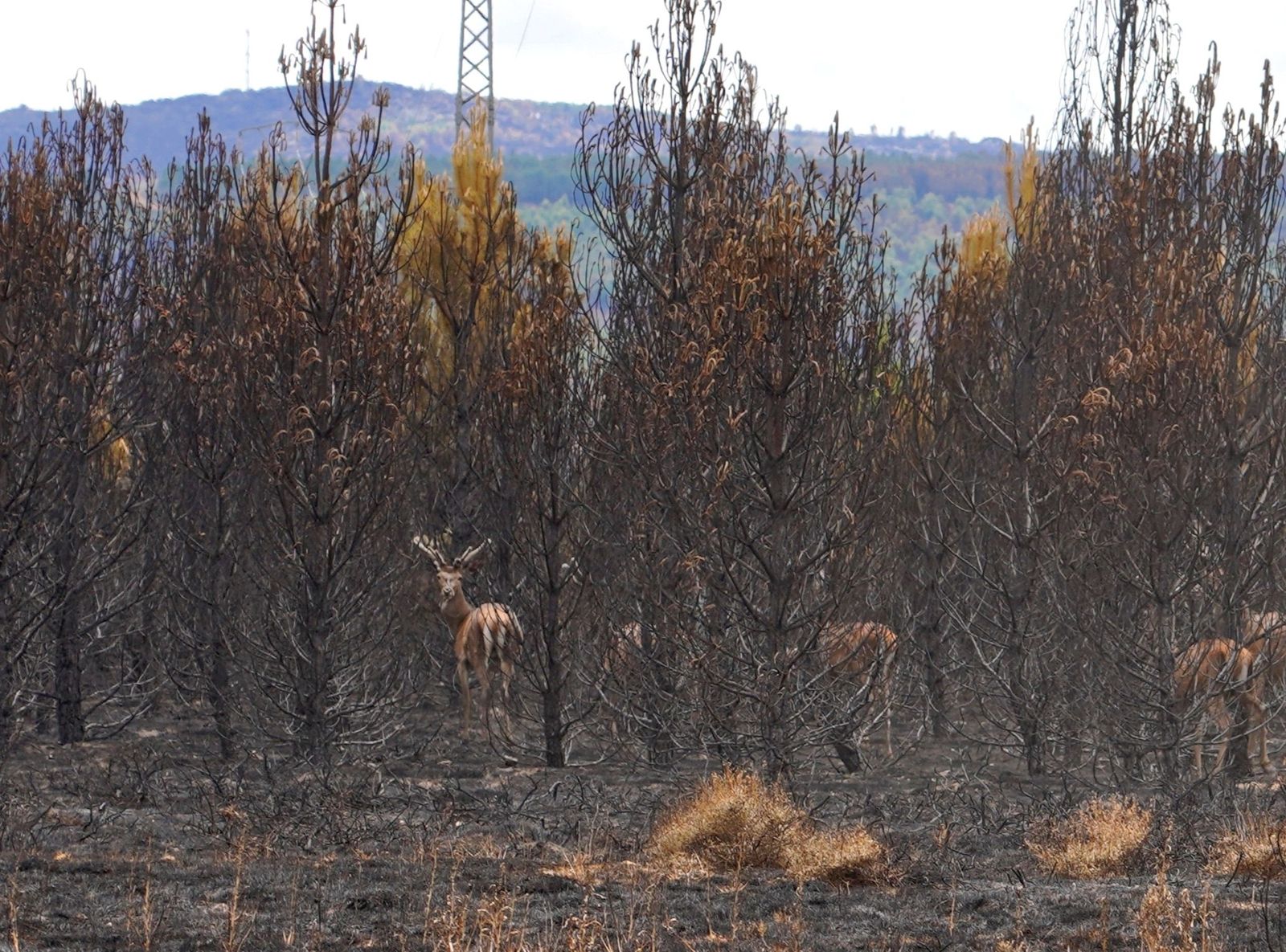 Ciervos en la Sierra de la Culebra. Archivo