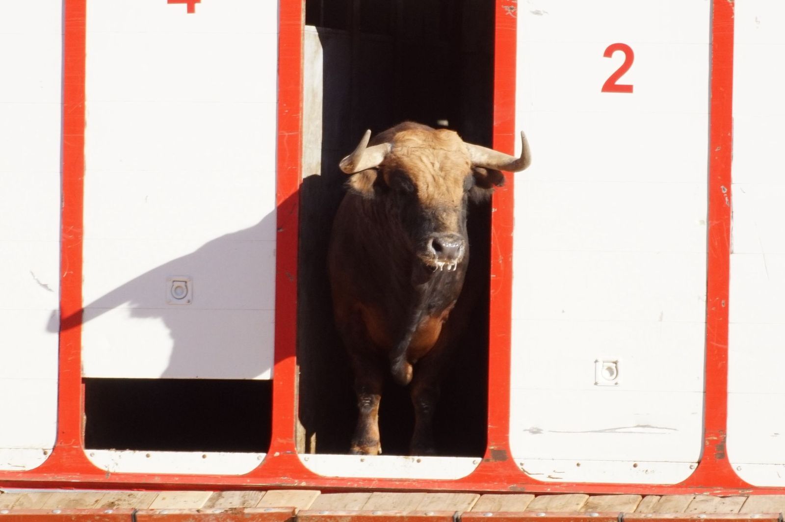 Tradicional Desenjaule en la Plaza de Toros La Glorieta