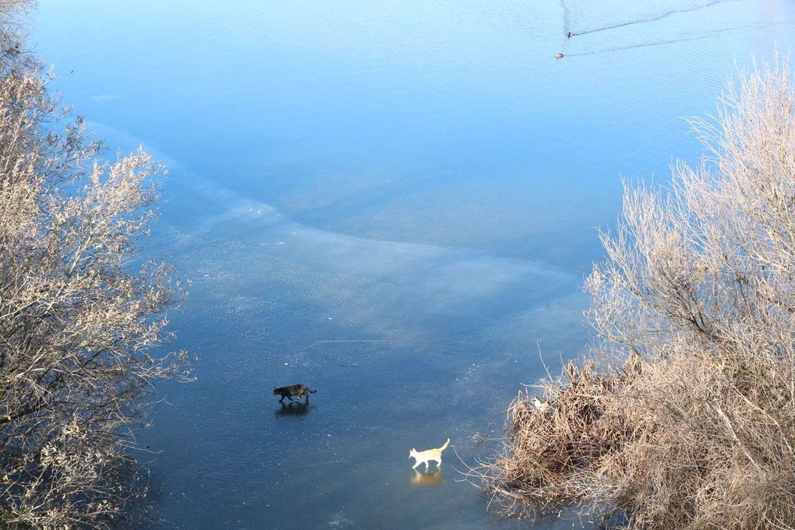 GALERÍA | La colonia de gatos de la Vía Helmántica camina sobre el hielo en busca de comida