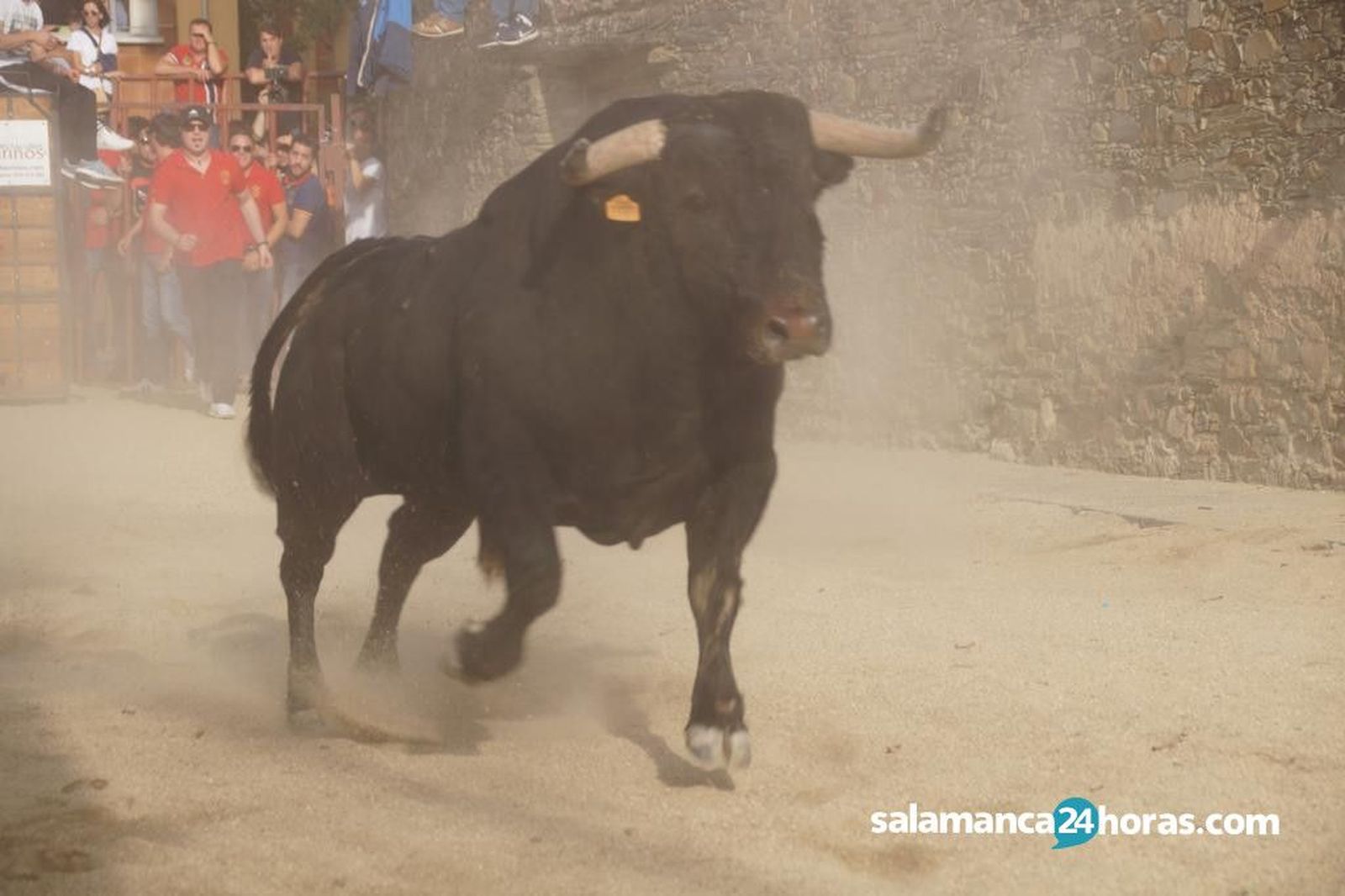 Toro del cajón y capea en Alba (66)