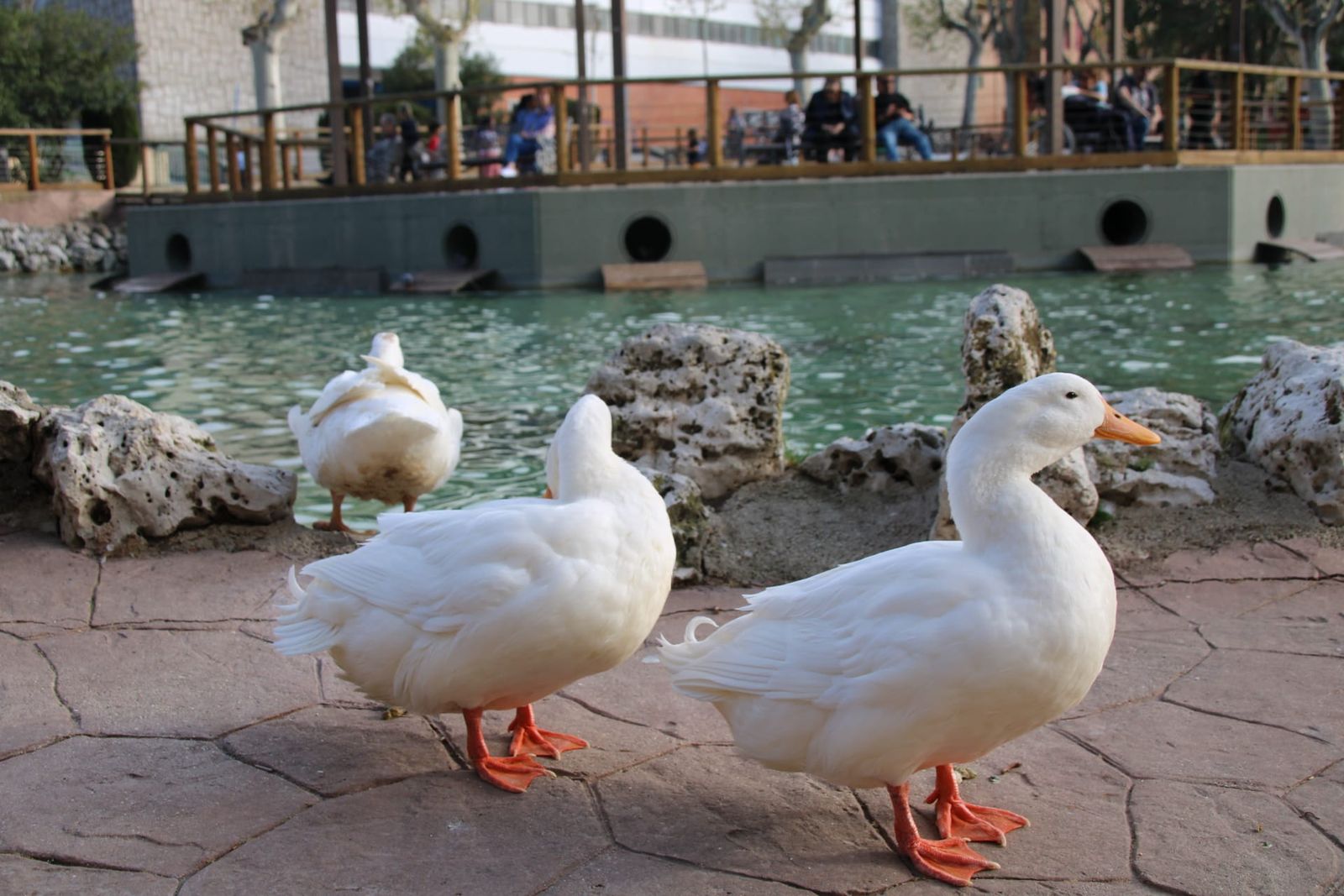 Patos y cisnes vuelven al estanque de La Alamedilla