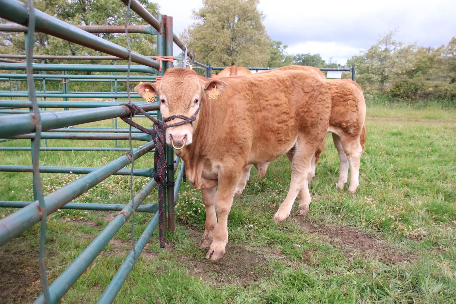 20240501104545-img-2976