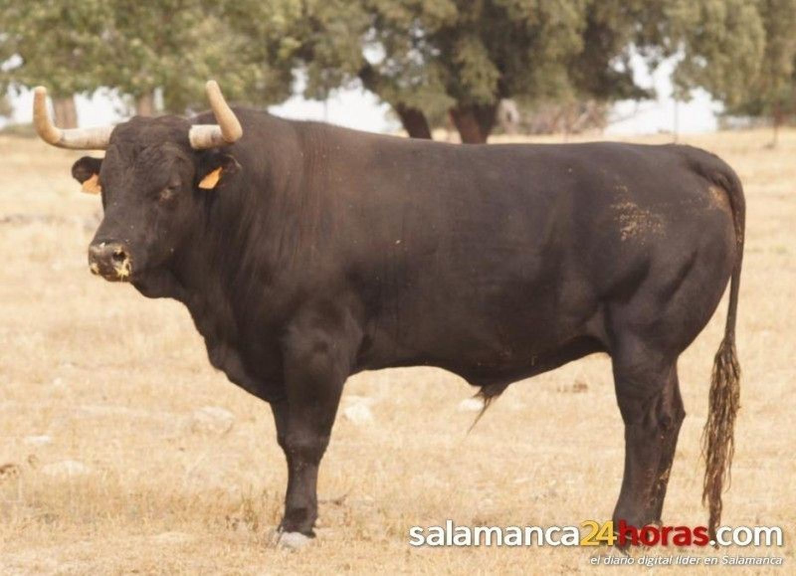Guijuelo: toros de Vellosino