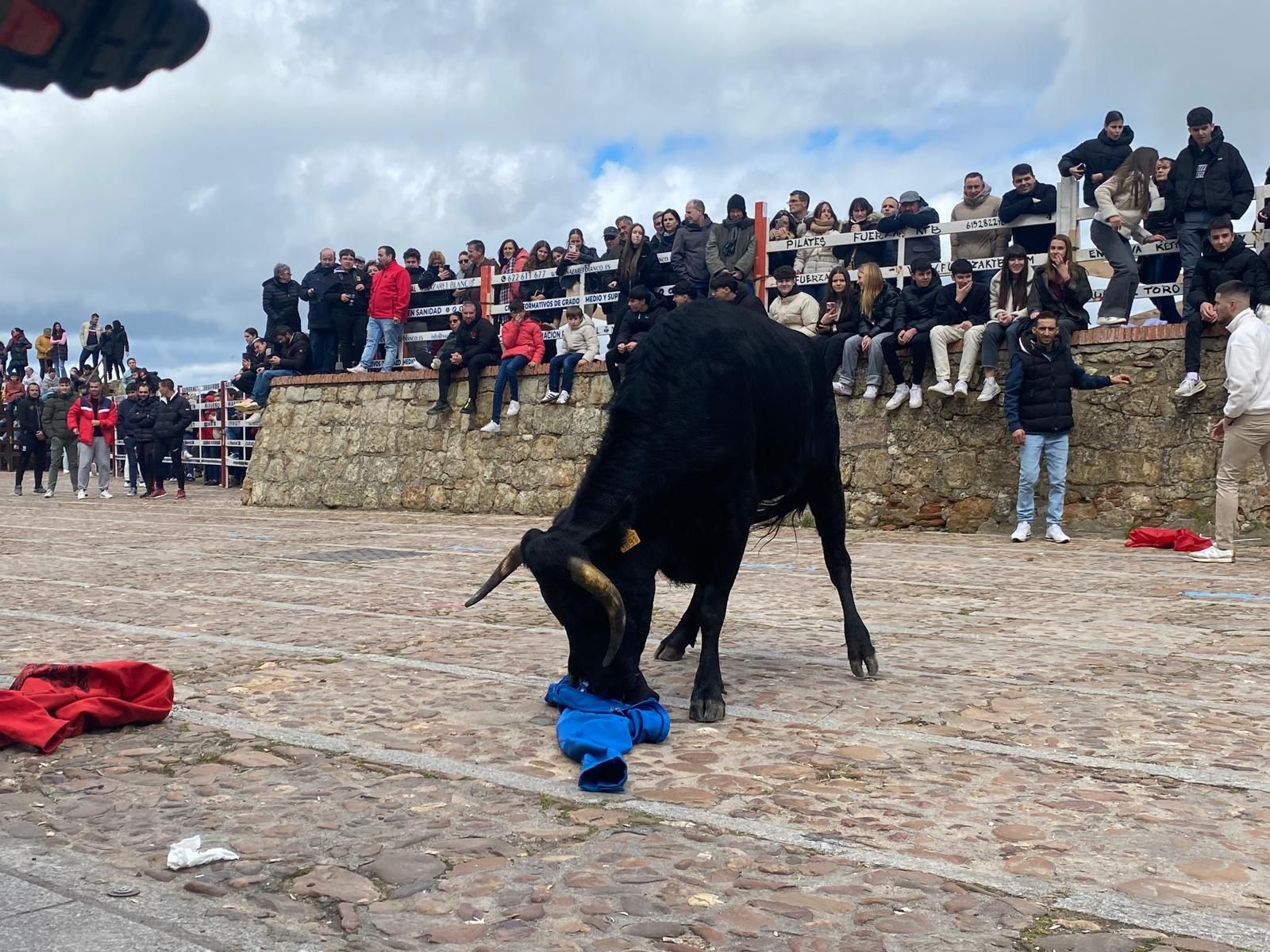 suelta-de-vaquillas-por-el-domingo-de-pinata-en-ciudad-rodrigo-9-de-marzo-de-2025-12
