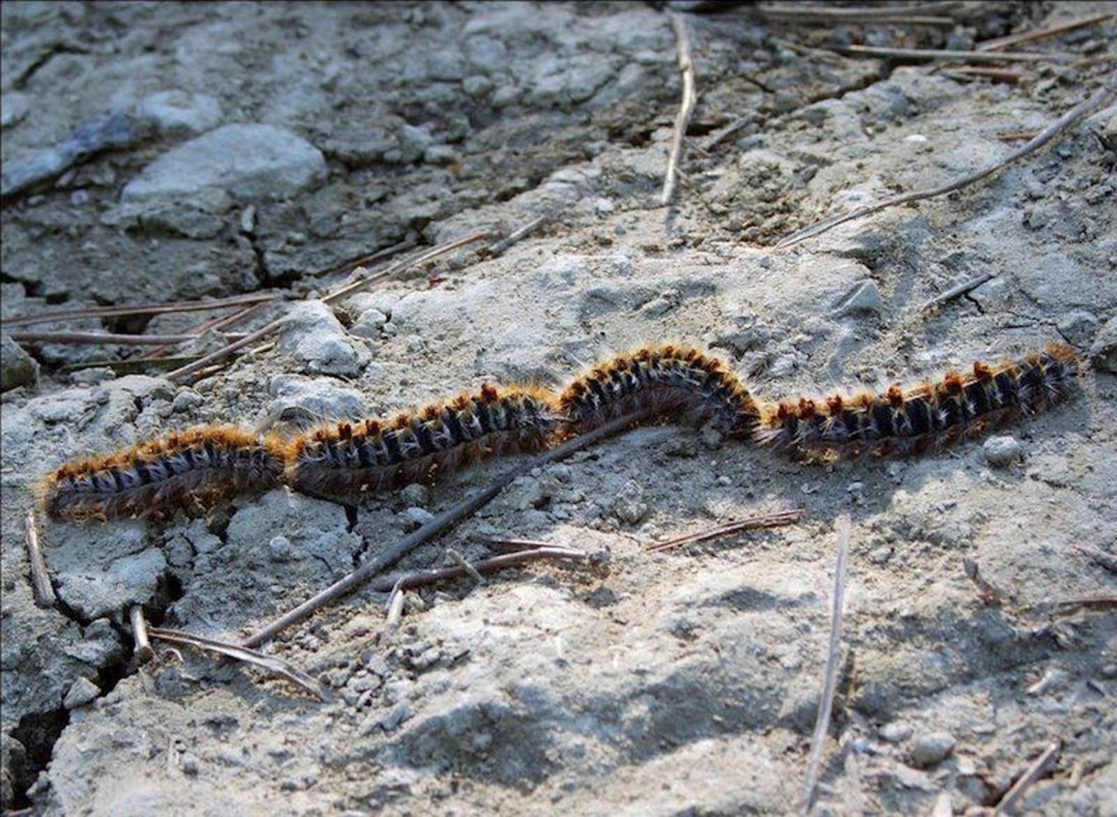 Procesionaria. Foto de archivo