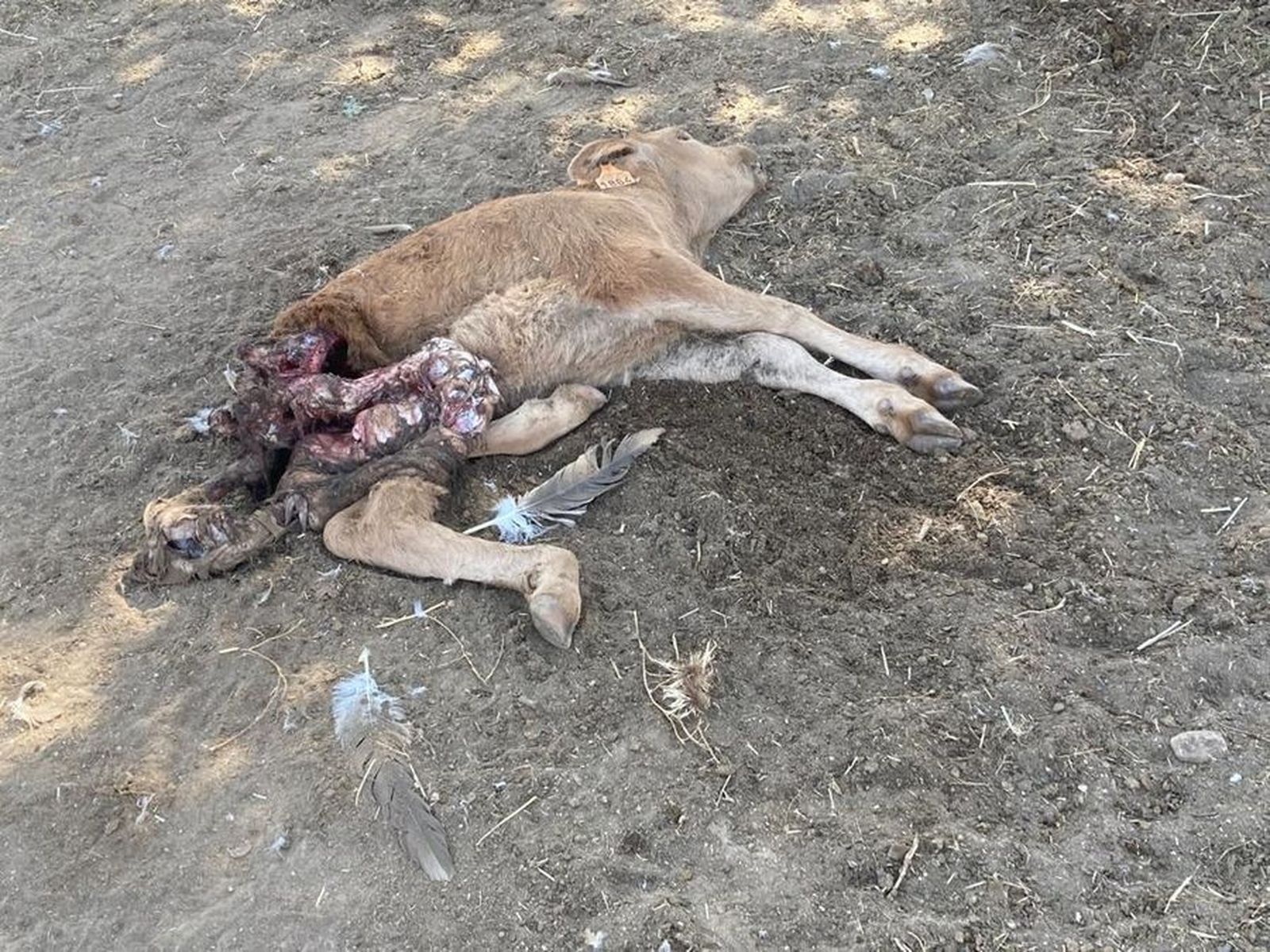 Ataque buitrs UPA (1)