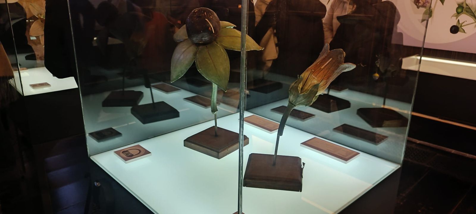 exposicion-botanica-26