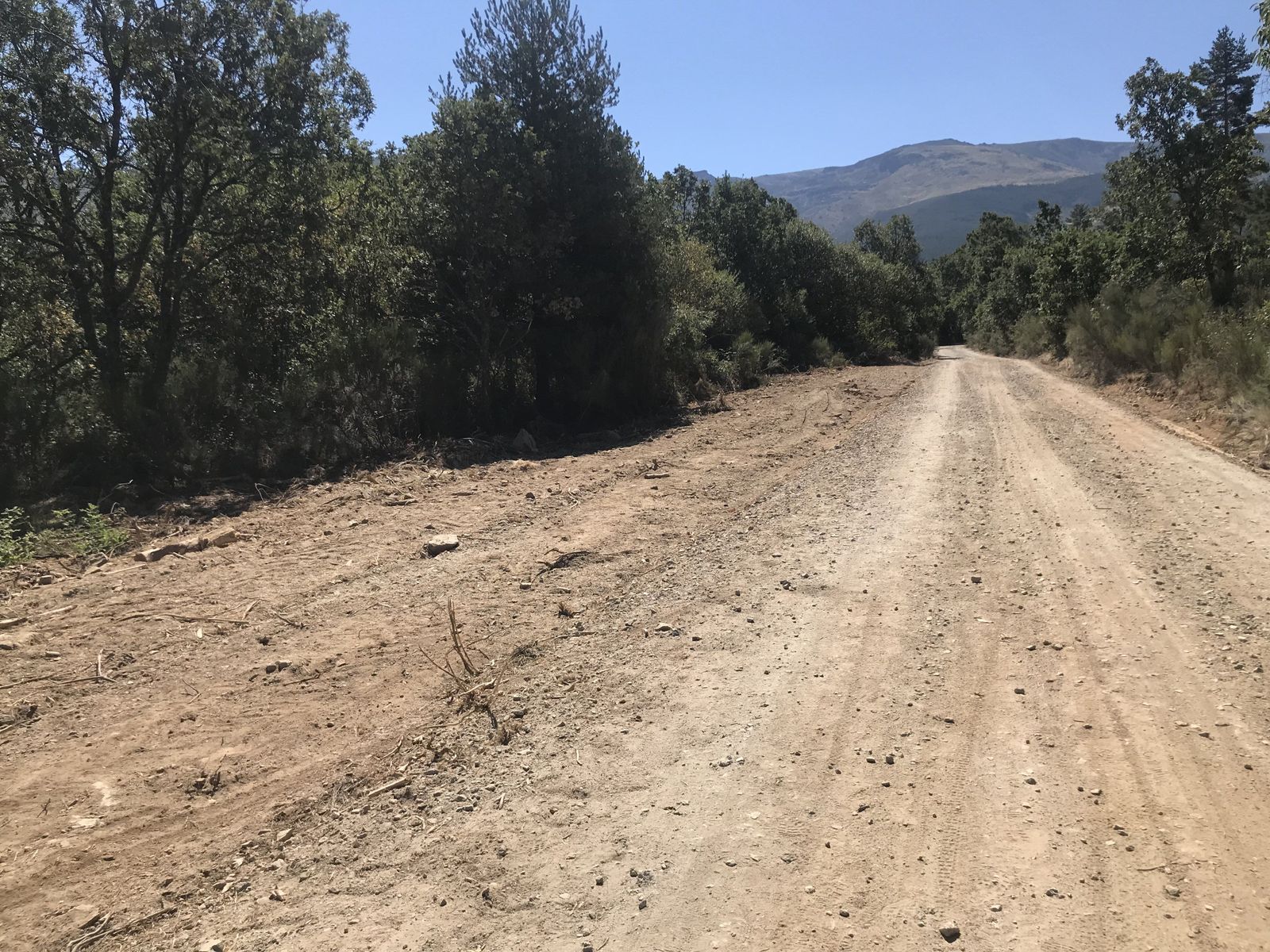 Camino junto a un bosque en Salamanca. Foto de archivo