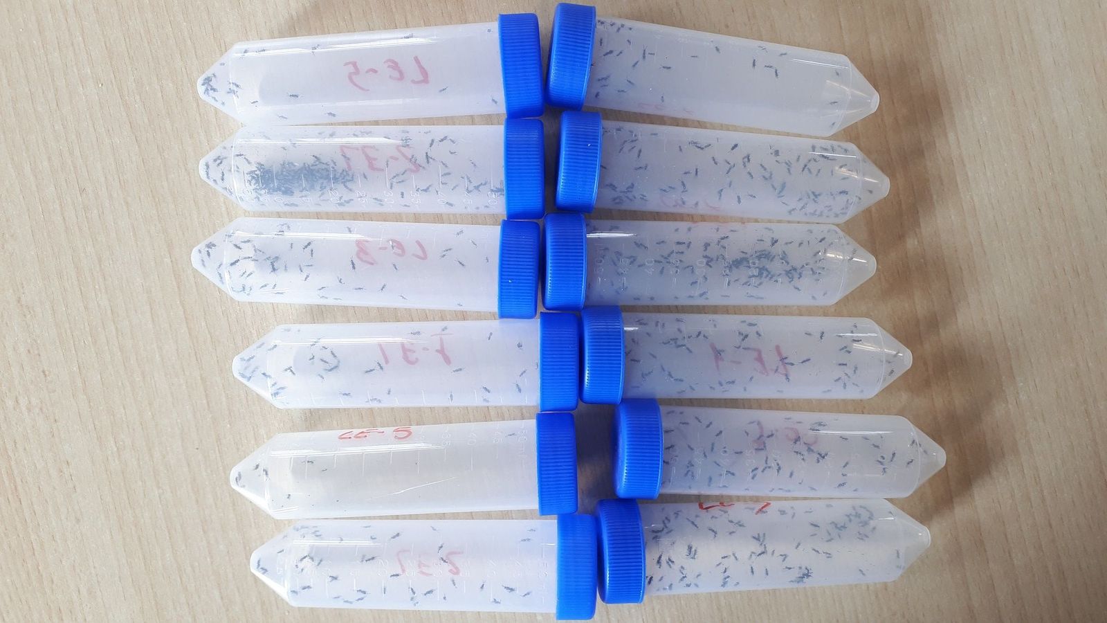 Dosis del parasitoide | Junta de Castilla y León