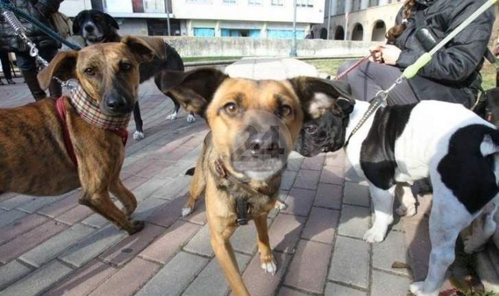 El PSOE insta al Ayuntamiento a conceder la vecindad a las mascotas