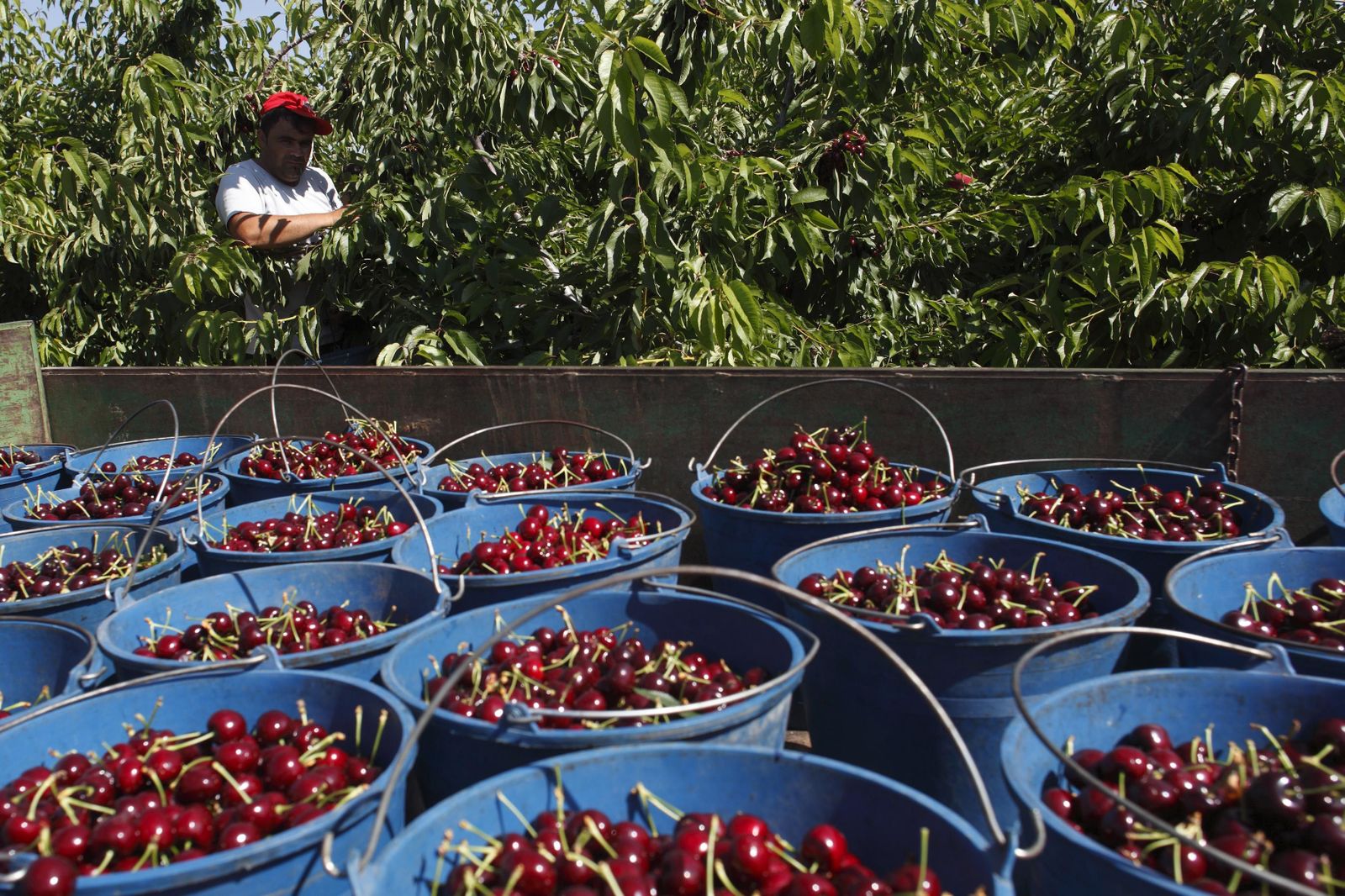 Recogida de cerezas en el campo aragonés.